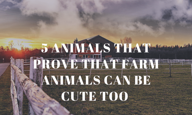 5 Animals That Prove That Farm Animals Can Be Cute Too